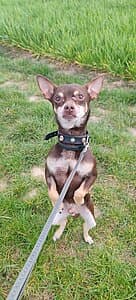 Napoleon,  Chihuahua for adoption at Tierheim Koblenz, Koblenz — photo 8 of 8