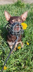 Napoleon,  Chihuahua for adoption at Tierheim Koblenz, Koblenz — photo 6 of 8