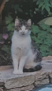 LINO, weiß-getigert male Mixed Breed Cat for adoption at Tierheim Krems, Krems