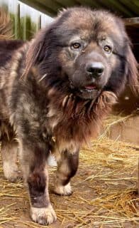 Zottelbär DAMON, male Mixed Breed for adoption at Tierschutzinitiative Odenwald, Wald-Michelbach