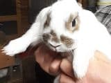Kaninchen Gang Flocke, weiß female Mixed Breed for adoption at Tierschutzinitiative Odenwald, Wald-Michelbach
