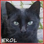 * EROL, male mixed breed for adoption at ADOP-Tiervermittlung