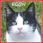 * EGON, male European Shorthair for adoption at Tierfreunde im Fläming e.V.