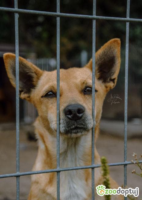 Ingrit, female mixed breed for adoption at Warsaw