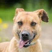 BAKSTER, male mixed breed for adoption at OTOZ Animals — Schronisko w Tczewie