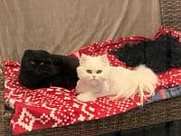 Bei Fragen nutzen Sie bitte das folgende Formular. Die Daten werden uns direkt übermittelt und bearb