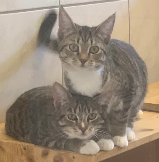 Bei Fragen nutzen Sie bitte das folgende Formular. Die Daten werden uns direkt übermittelt und bearb