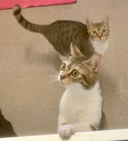 Bei Fragen nutzen Sie bitte das folgende Formular. Die Daten werden uns direkt übermittelt und bearb