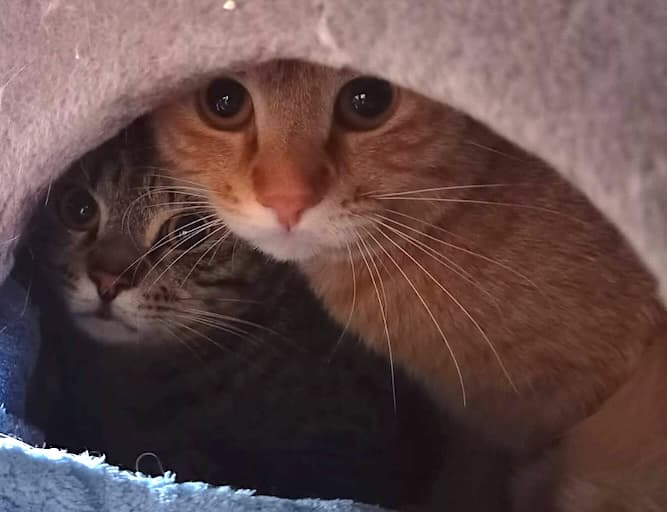 Bei Fragen nutzen Sie bitte das folgende Formular. Die Daten werden uns direkt übermittelt und bearb