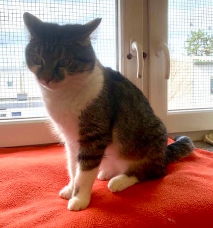 Bei Fragen nutzen Sie bitte das folgende Formular. Die Daten werden uns direkt übermittelt und bearb