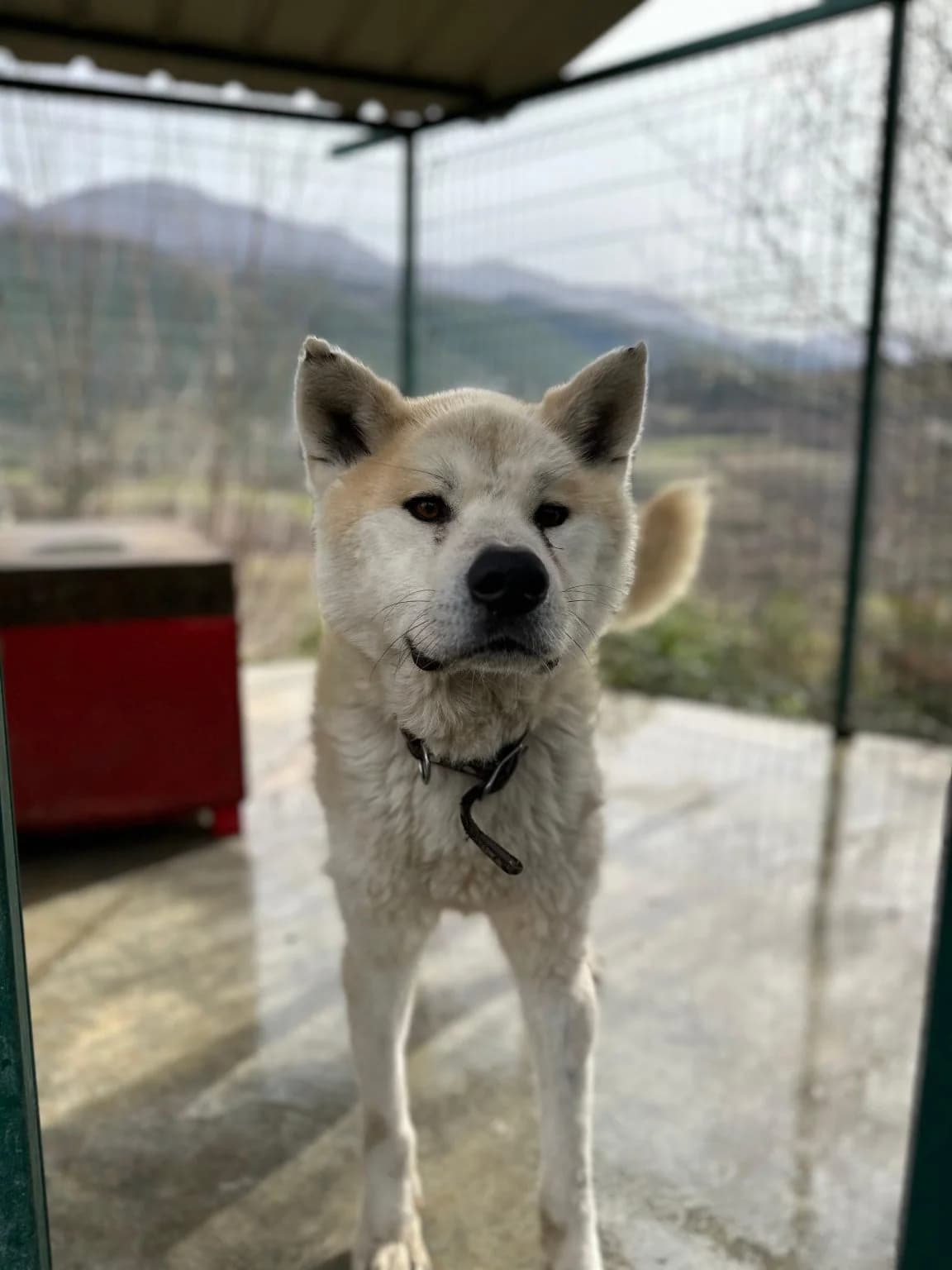 Jack, male Mixed Breed for adoption at Streheza Veterinare Tirana