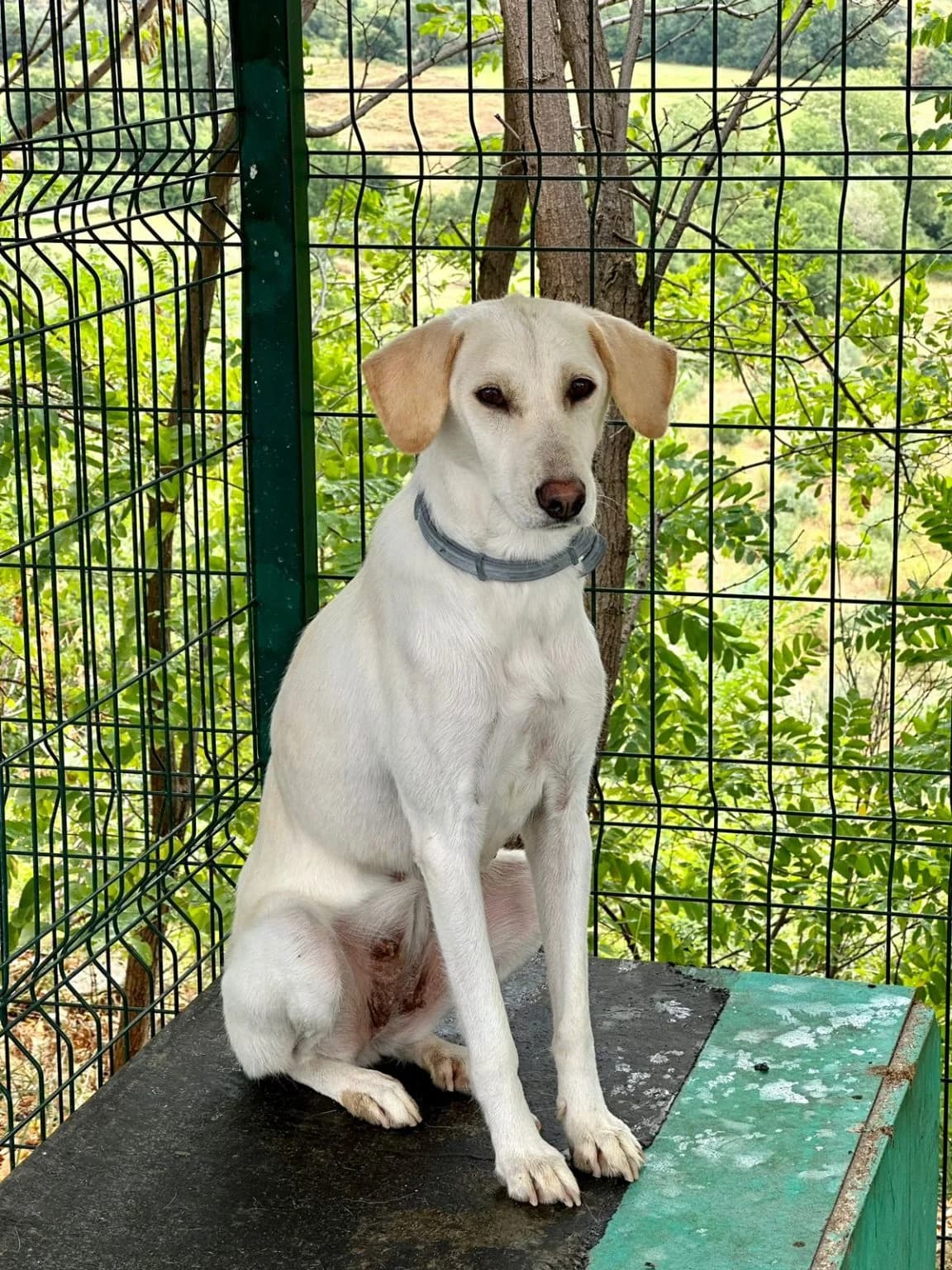 Stela, female Mixed Breed for adoption at Streheza Veterinare Tirana