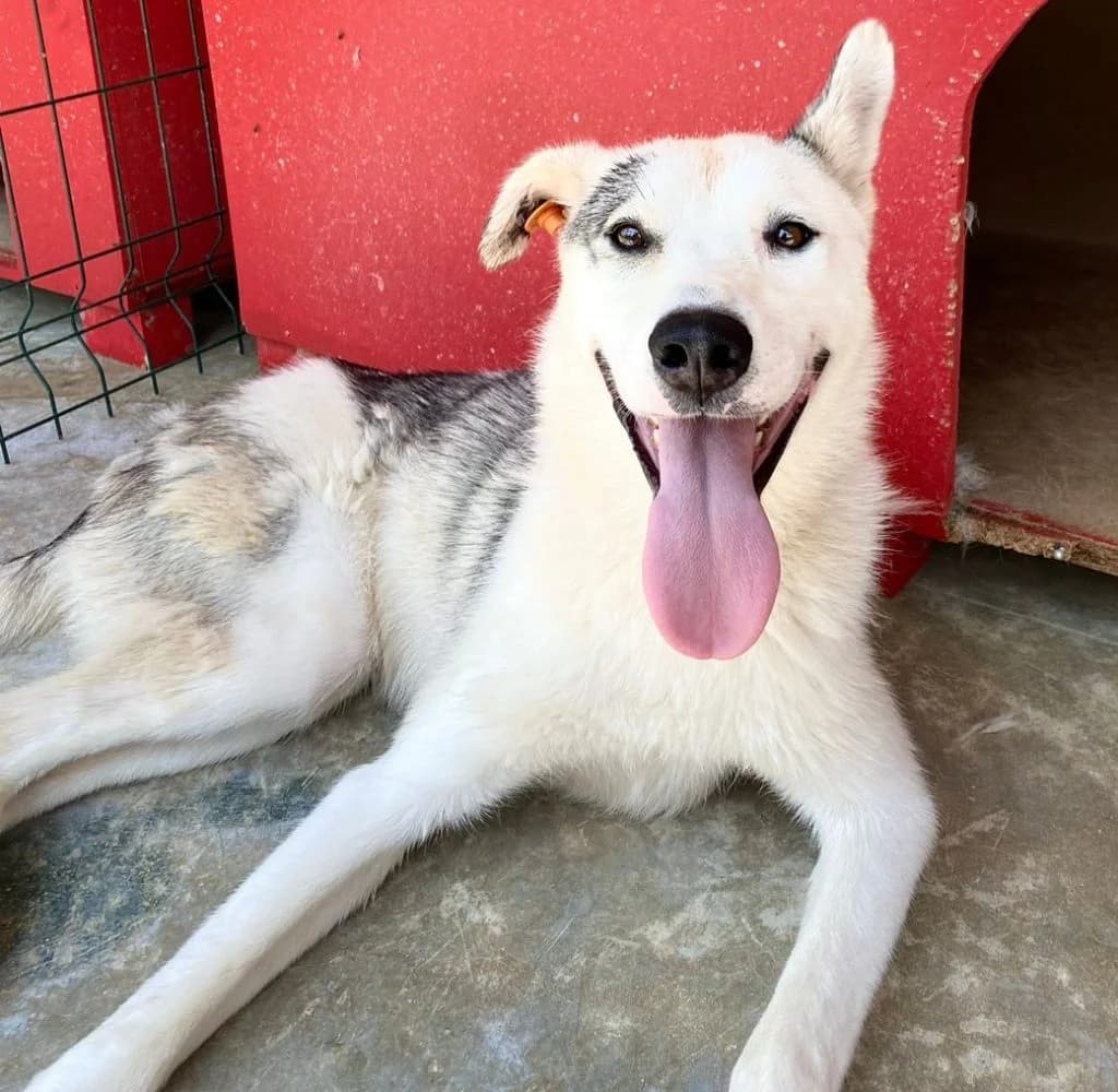 Tobi, male Mixed Breed for adoption at Streheza Veterinare Tirana