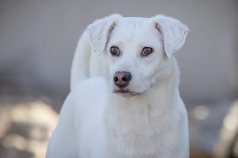 Nasira, female Mixed Breed for adoption at Wiener Tierschutzverein, Vienna