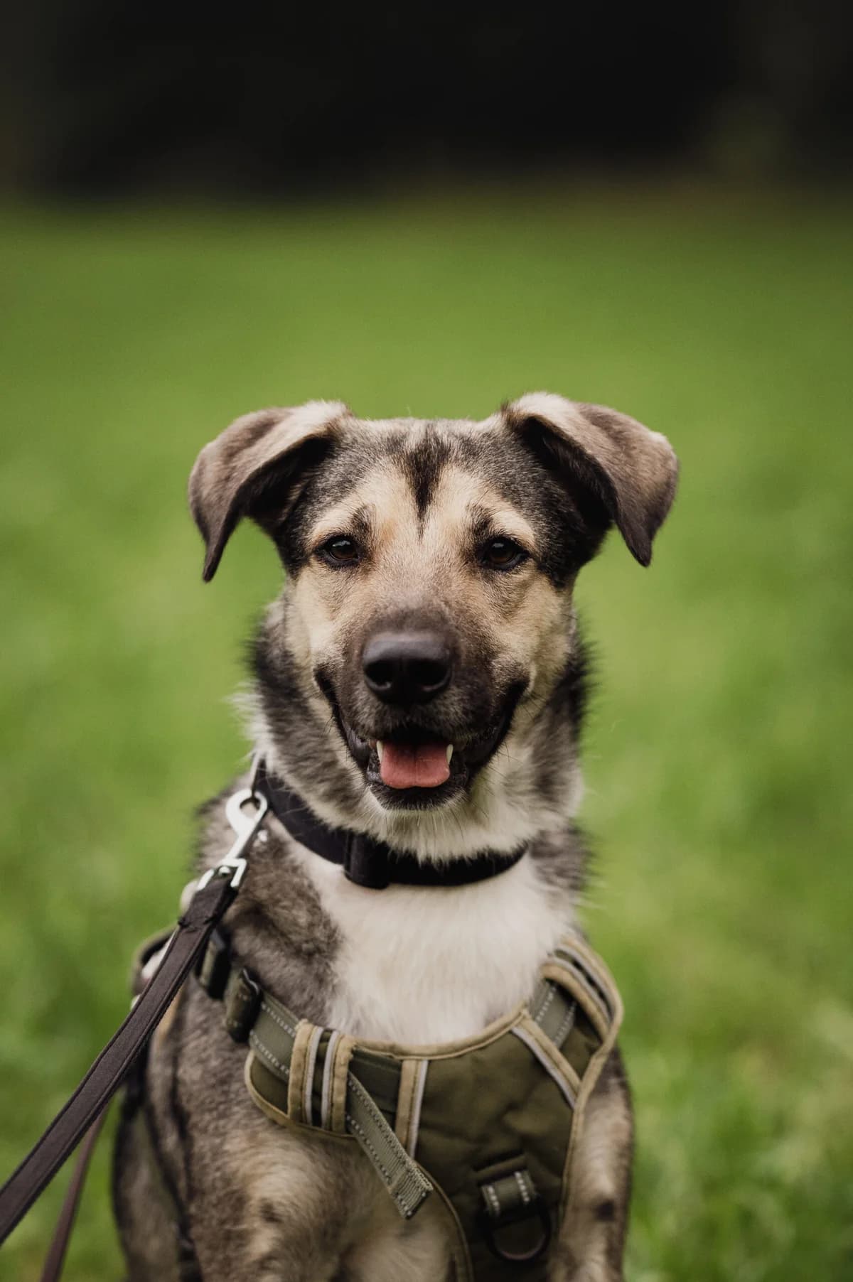 Koby, male 4yo Mixed Breed for adoption at Tierschutzverein für Tirol, Innsbruck