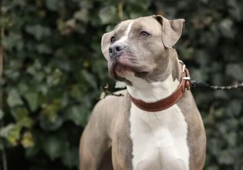 Möhre, male 3yo American Staffordshire Terrier for adoption at Tierschutzverein für Tirol, Innsbruck