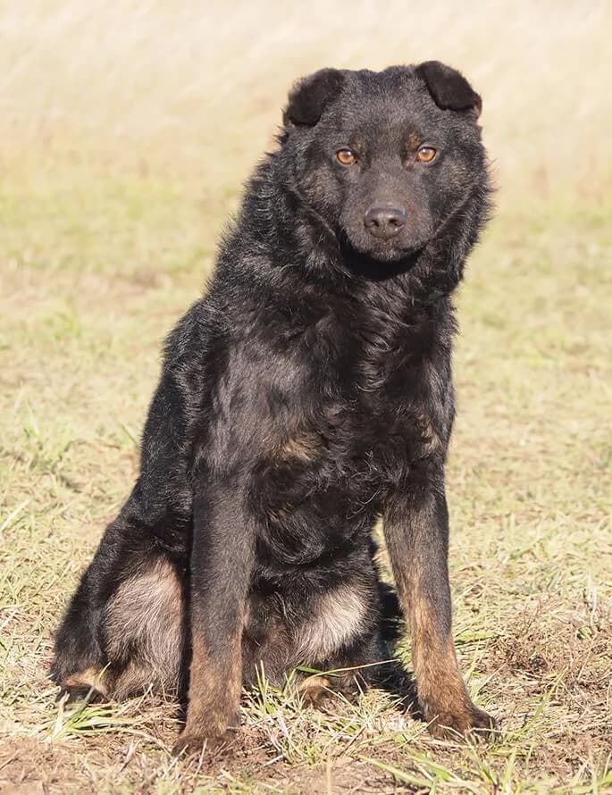 Adrian, male Mixed Breed for adoption at Animal Care Austria, Wien