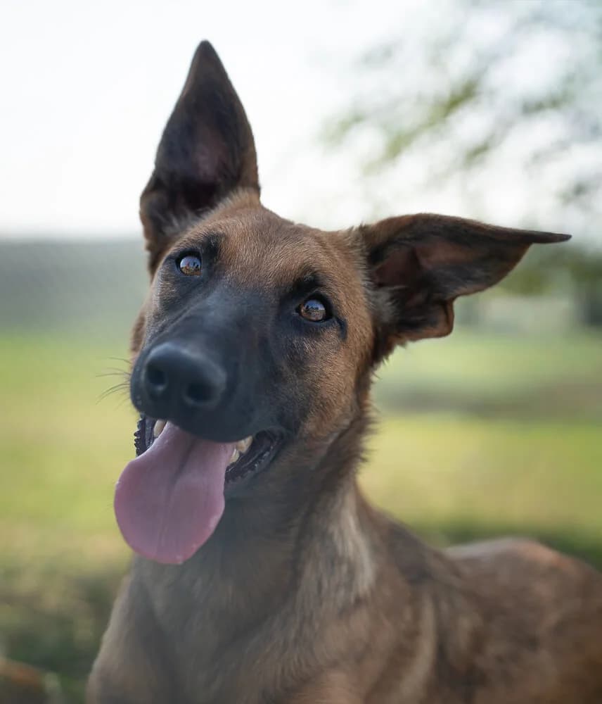 Agnes, female Mixed Breed for adoption at Animal Care Austria, Austria