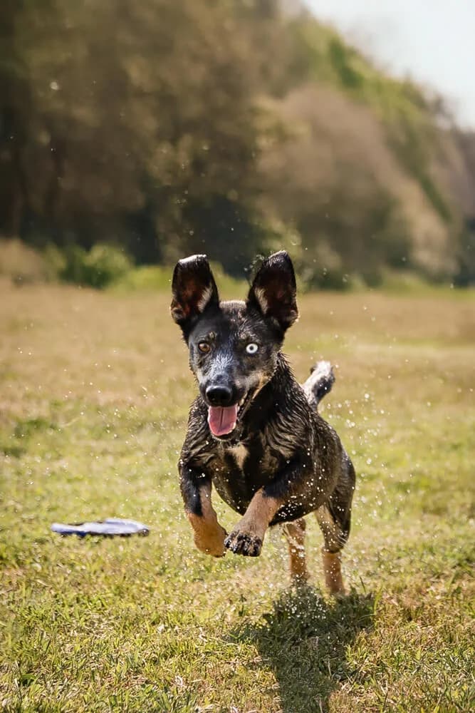 Aika, female Mixed Breed for adoption at Animal Care Austria, Austria