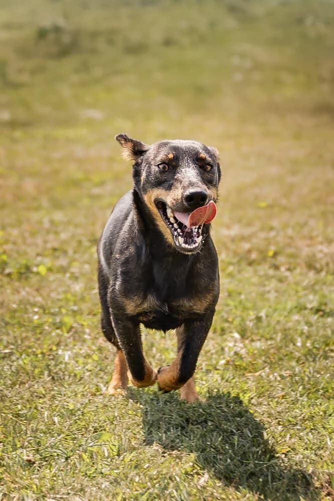 Akira, female Mixed Breed for adoption at Animal Care Austria, Austria