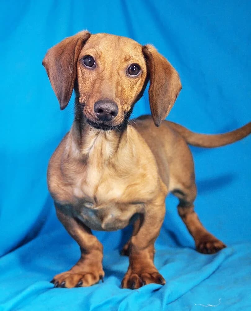 Alvin, male puppy Dachshund for adoption at Animal Care Austria, Wien