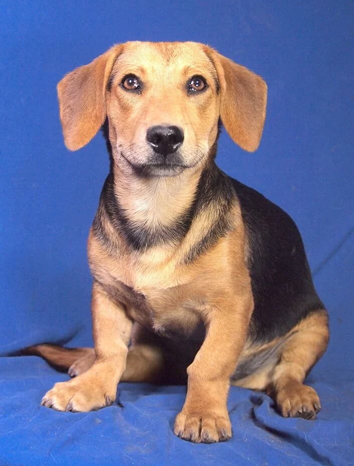 Amos, male Mixed Breed for adoption at Animal Care Austria, Wien