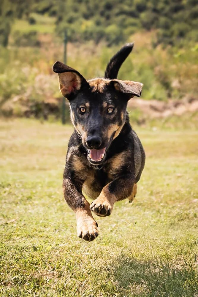 Angelo, male Mixed Breed for adoption at Animal Care Austria, Austria