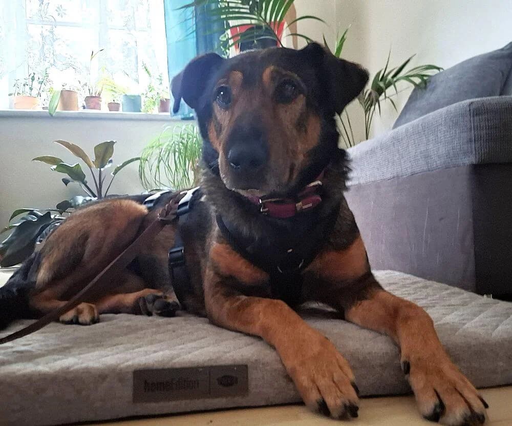 Archie, male Mixed Breed for adoption at Animal Care Austria, Wien