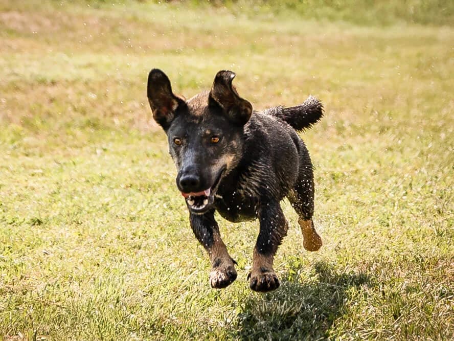 Arianna, female Mixed Breed for adoption at Animal Care Austria, Austria