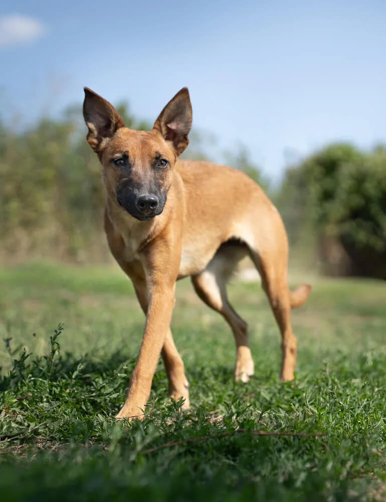 Athena, female Mixed Breed for adoption at Animal Care Austria, Austria