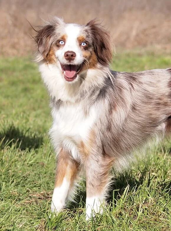 Beauty, female young Australian Shepherd for adoption at Animal Care Austria, Wien