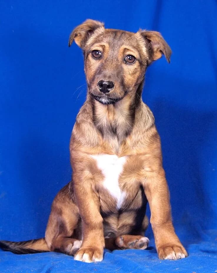 Becky, female Mixed Breed for adoption at Animal Care Austria, Wien