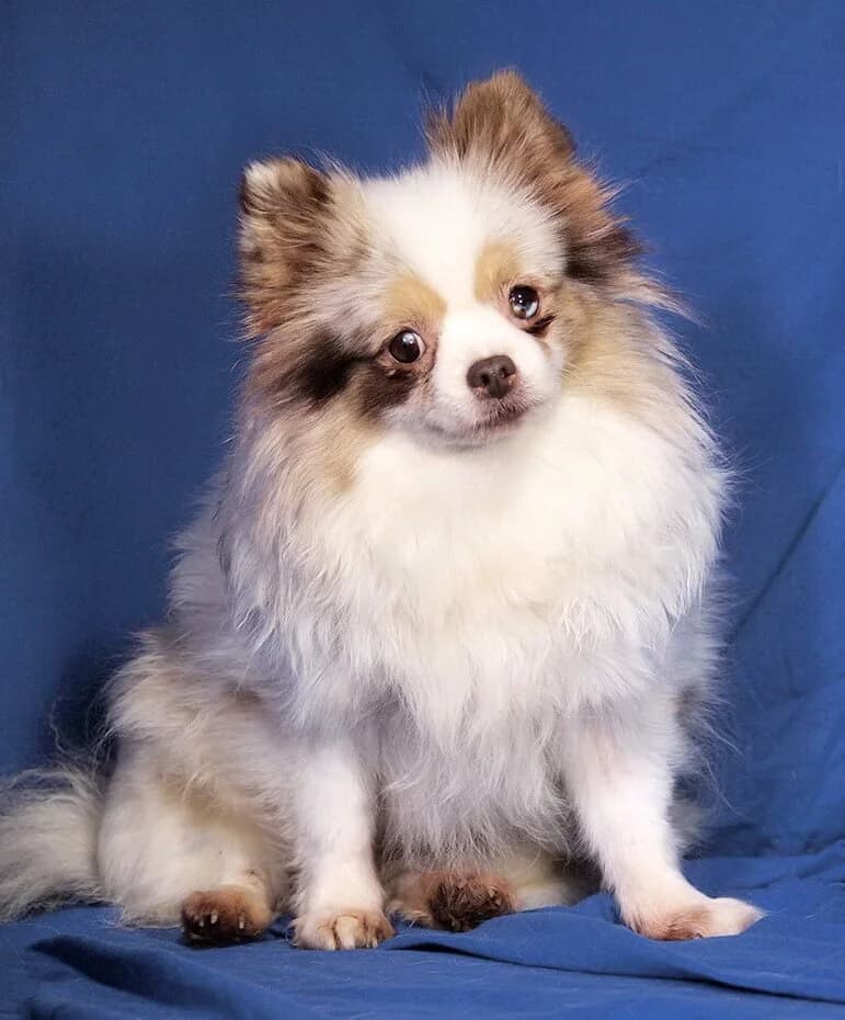 Belinda, female 3yo Pomeranian for adoption at Animal Care Austria, Wien