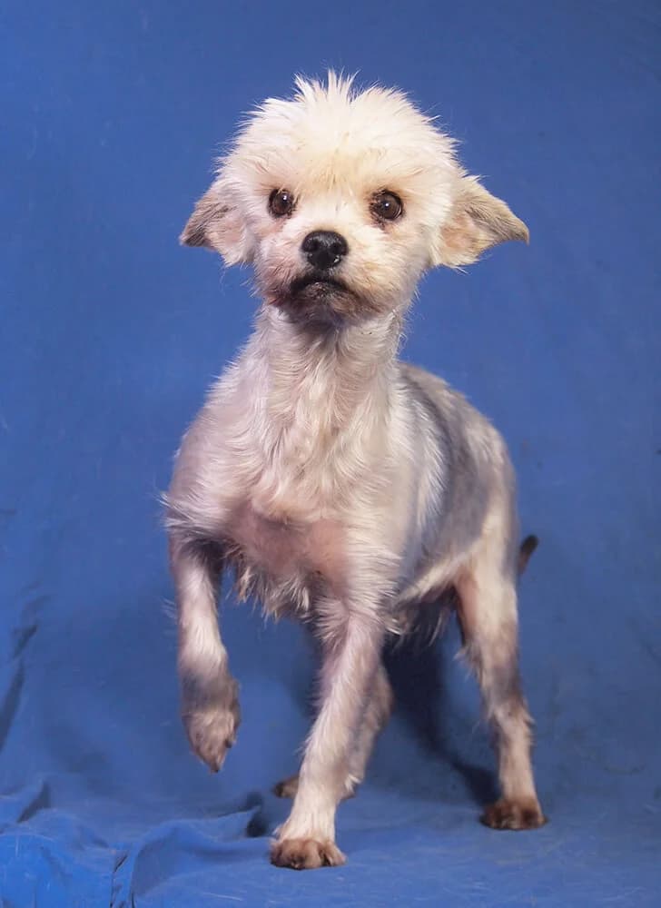 Bellona, female senior Yorkshire Terrier for adoption at Animal Care Austria, Wien