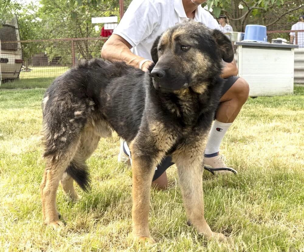 Ben, male senior Mixed Breed for adoption at Animal Care Austria, Wien