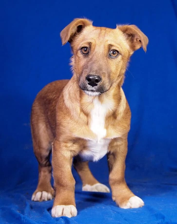 Benni, male Mixed Breed for adoption at Animal Care Austria, Wien