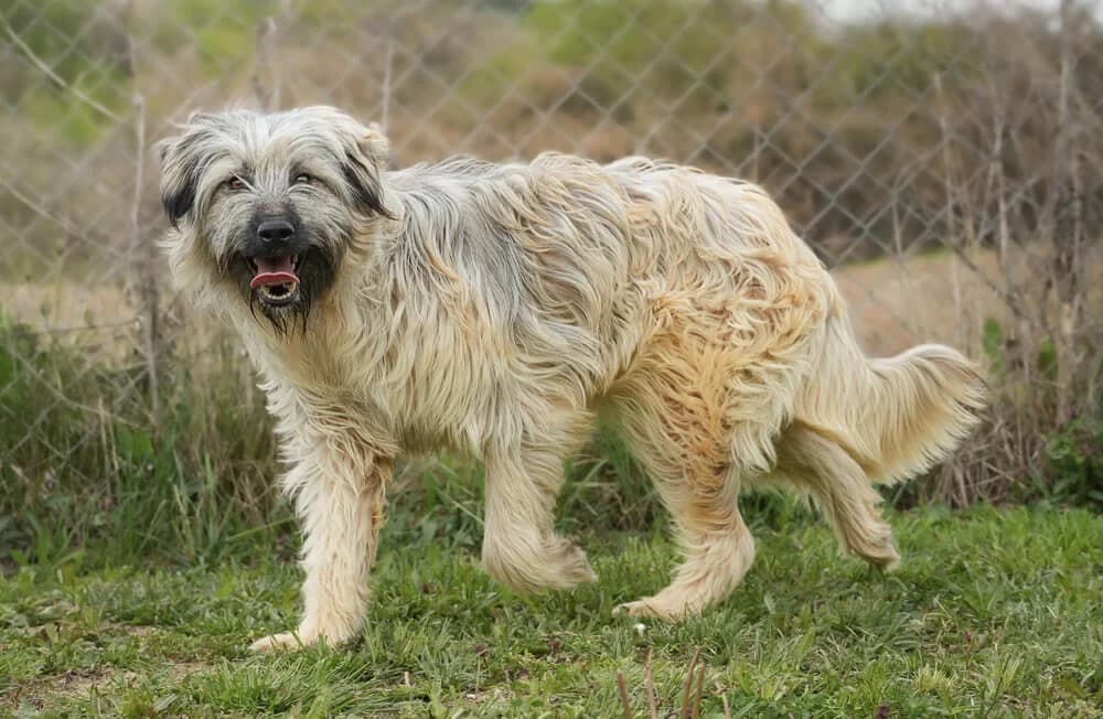 Benson, male young Mixed Breed for adoption at Animal Care Austria, Wien