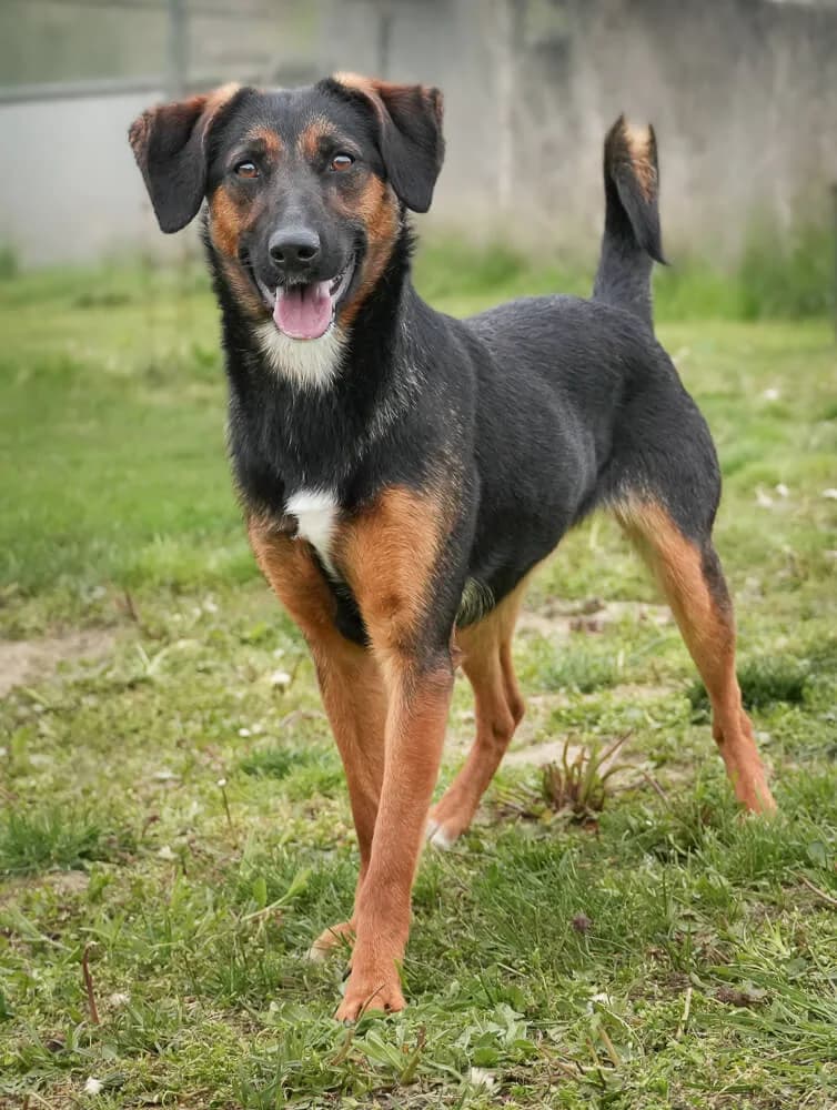 Bessy, female young Mixed Breed for adoption at Animal Care Austria, Wien
