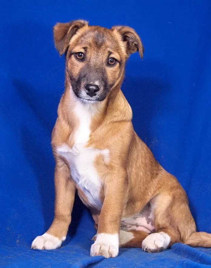Bianca, female 6yo Mixed Breed for adoption at Animal Care Austria, Wien