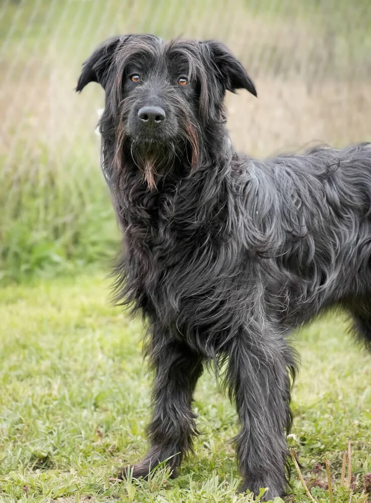 Blossom, female young Mixed Breed for adoption at Animal Care Austria, Wien