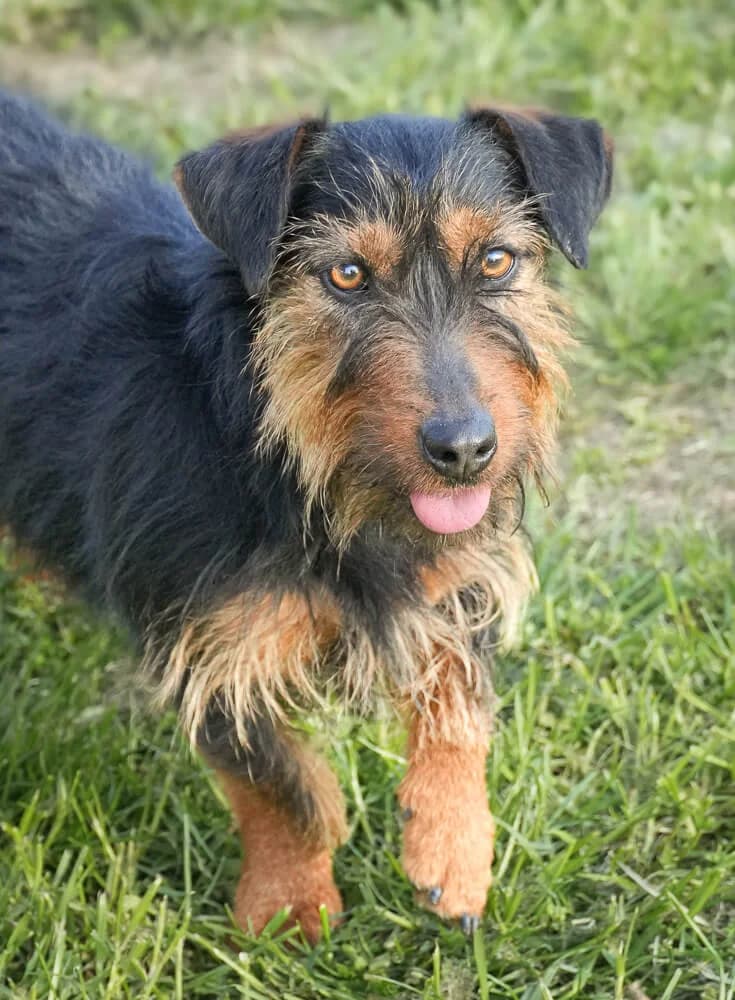 Boba, female young Mixed Breed for adoption at Animal Care Austria, Wien