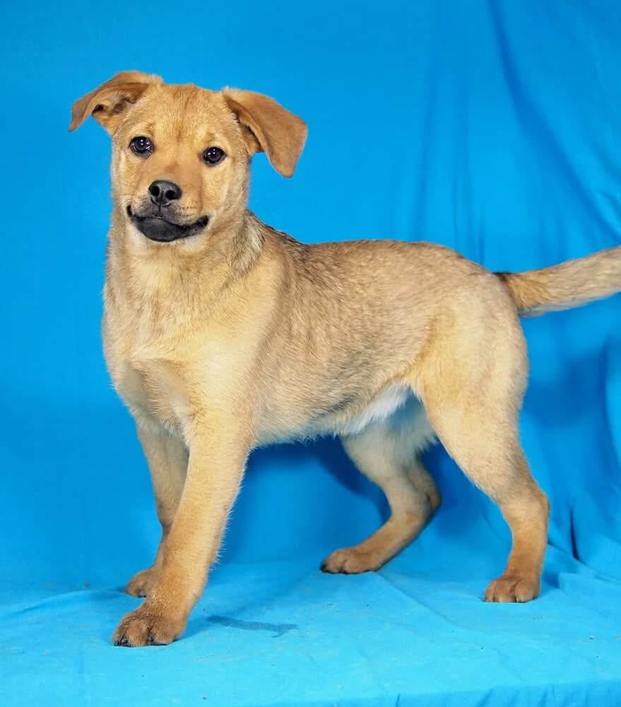 Bonnie, female puppy Mixed Breed for adoption at Animal Care Austria, Wien