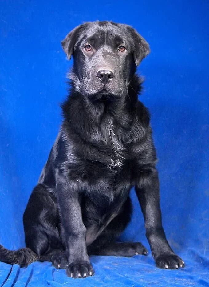Briana, female Mixed Breed for adoption at Animal Care Austria, Wien