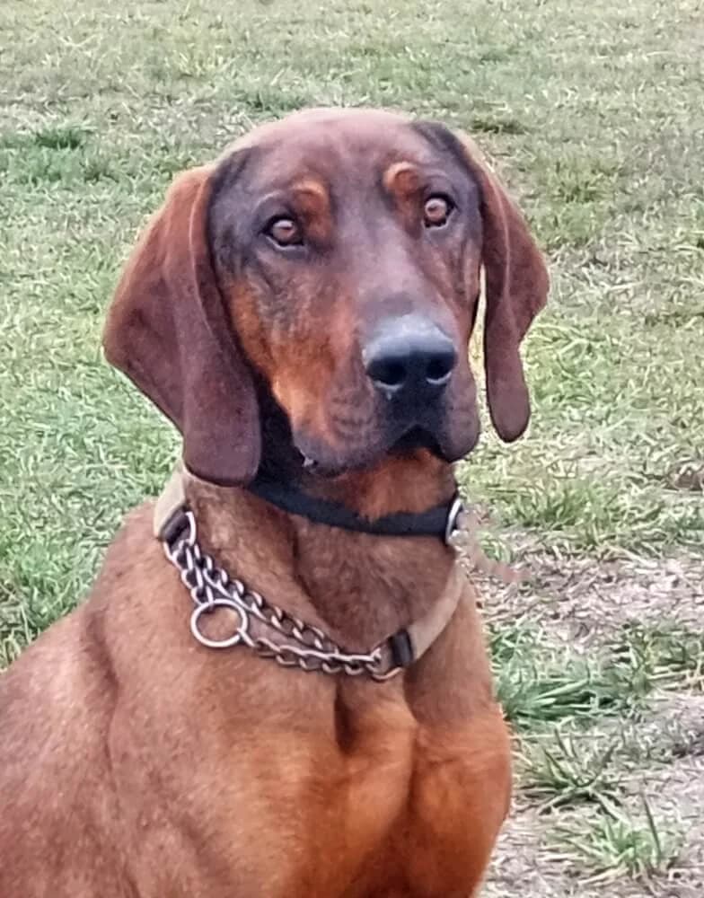 Bruno, male 3yo Mixed Breed for adoption at Animal Care Austria, Wien