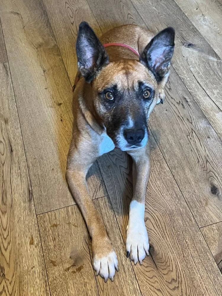 Bruno, male 7yo Pit Bull Terrier for adoption at Animal Care Austria, Wien
