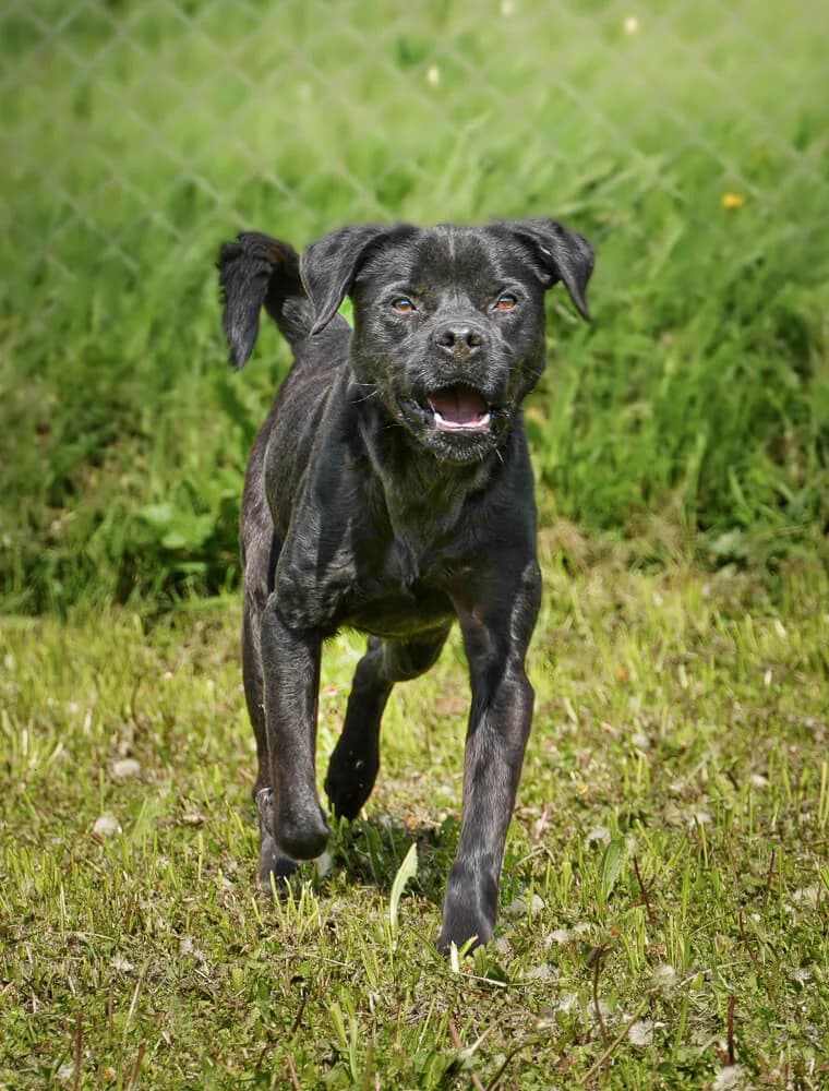 Buddy, male young Mixed Breed for adoption at Animal Care Austria, Wien