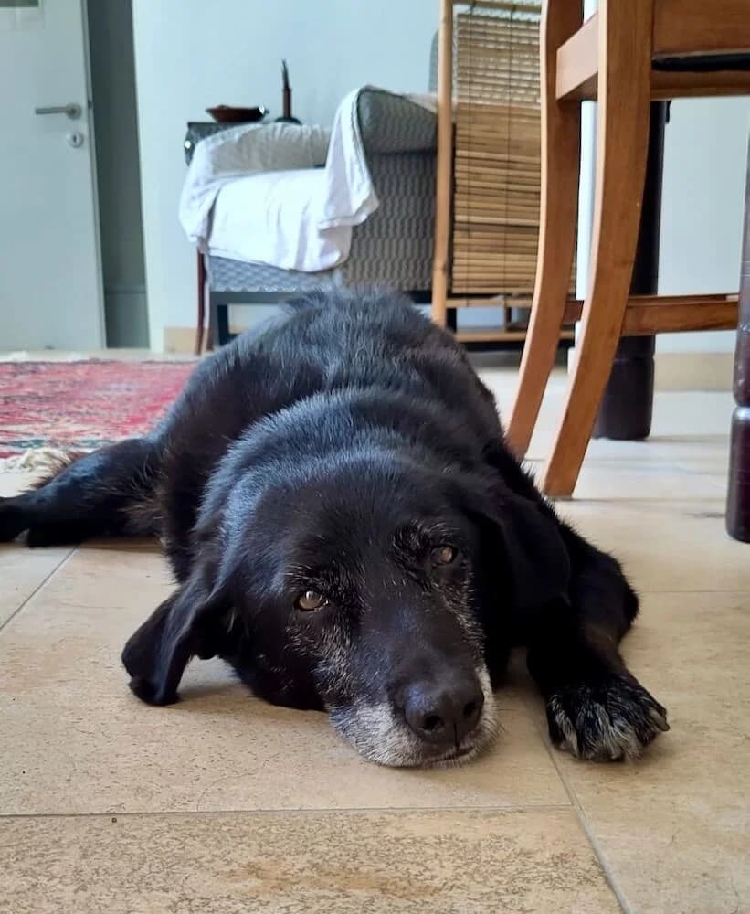 Buffy (Hospiz), female senior Mixed Breed for adoption at Animal Care Austria, Wien