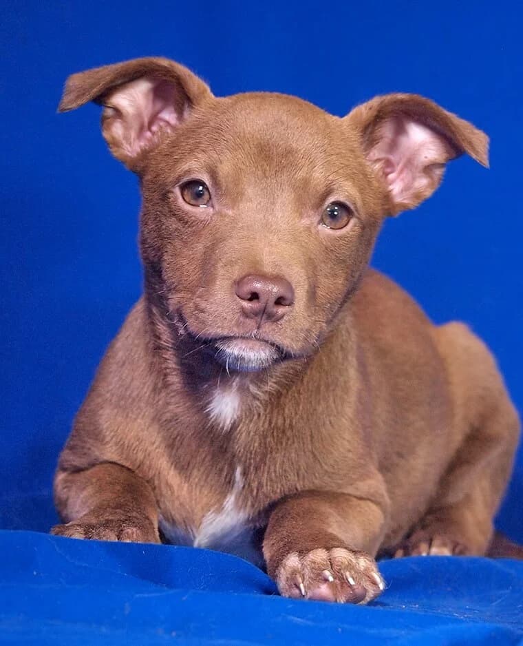 Candy, female puppy Mixed Breed for adoption at Animal Care Austria, Wien