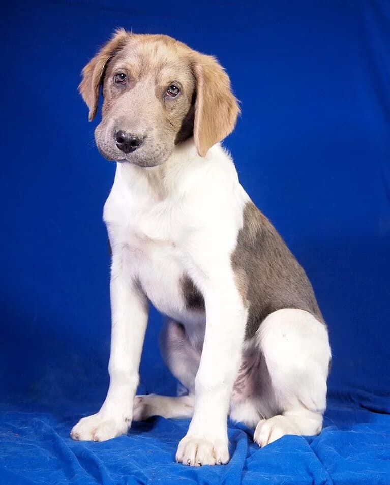 Chester, male puppy Mixed Breed for adoption at Animal Care Austria, Wien