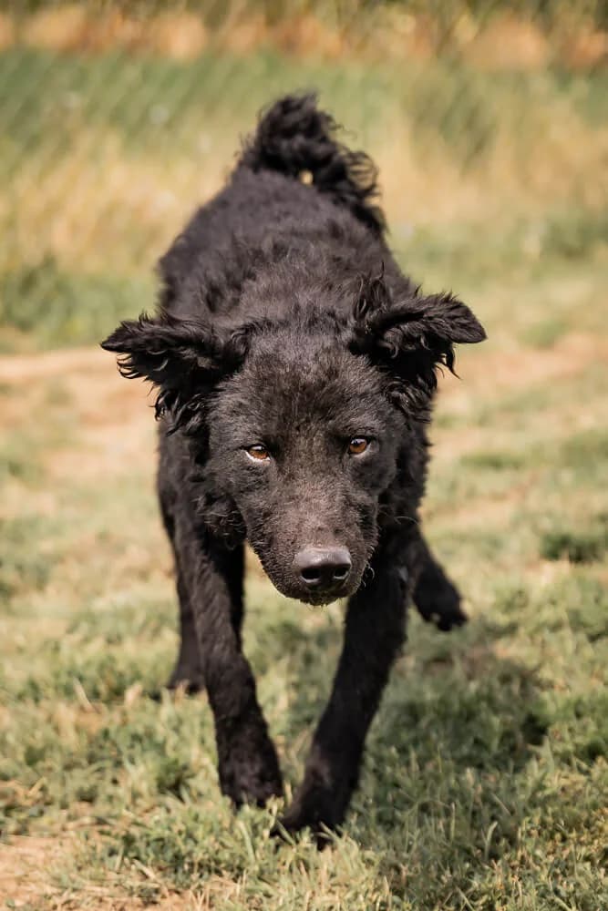 Connor, male young Mixed Breed for adoption at Animal Care Austria, Wien